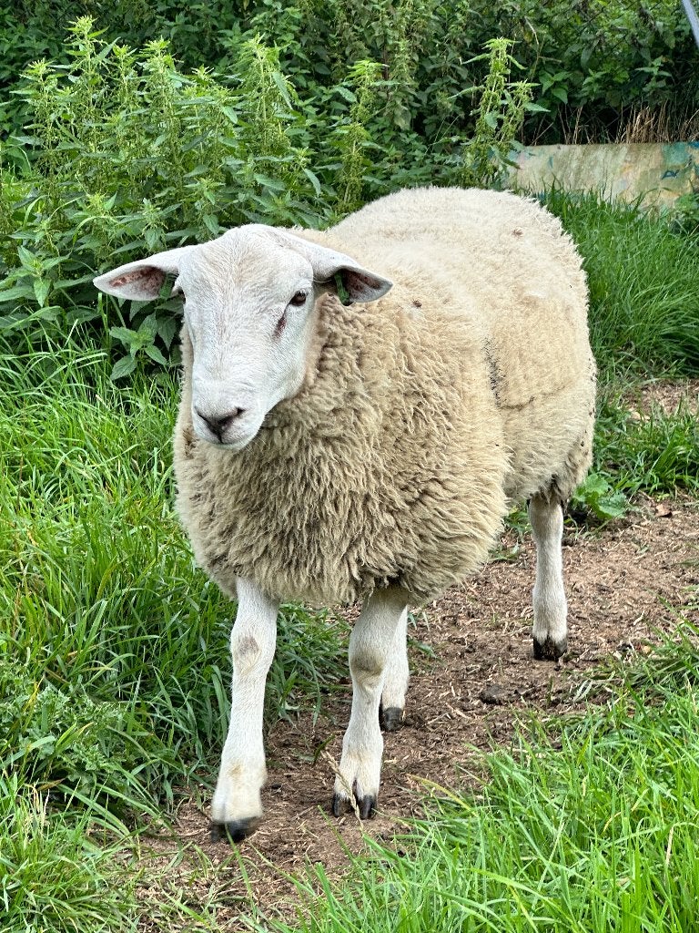 Swifter ram, Dieren en Toebehoren, Schapen, Geiten en Varkens, Mannelijk, Schaap, 0 tot 2 jaar