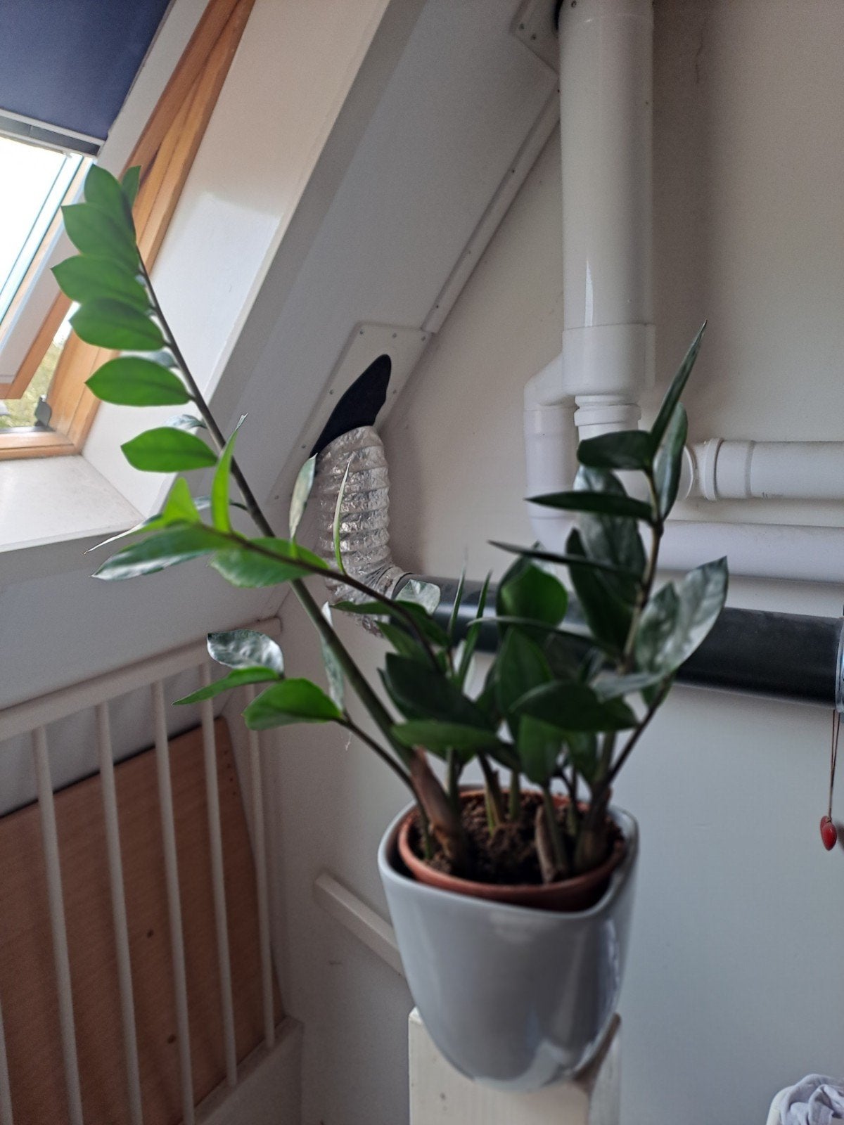 Zamioculcas- zz plant met pot, Huis en Inrichting, Ophalen, Vetplant, Halfschaduw, In pot