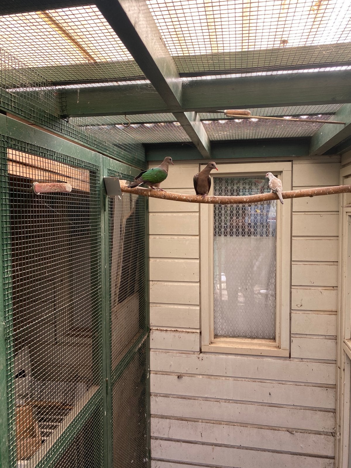 Koppel Groenvleugels, Meerdere dieren, Geringd