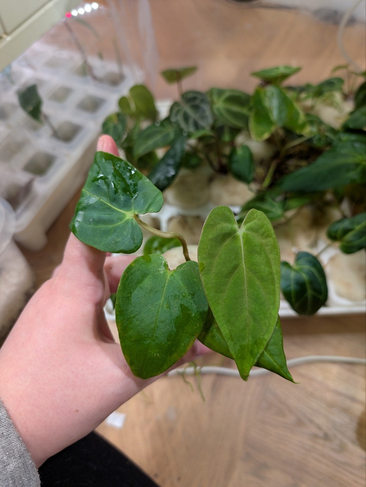 Anthurium Zaailingen Pap Indo Type x Pap Blue, Bloeiende kamerplant, Ophalen of Verzenden, Volledige schaduw, Minder dan 100 cm