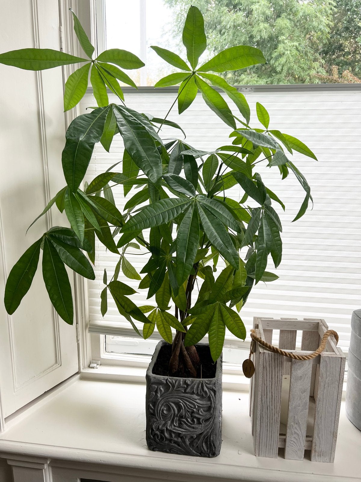 Mooie Pachira Aquatica (geldboom) in sierpot, Ophalen, 100 tot 150 cm, Overige soorten, Halfschaduw