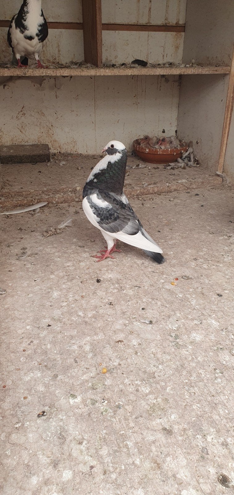 5 duiven, Meerdere dieren, Postduif