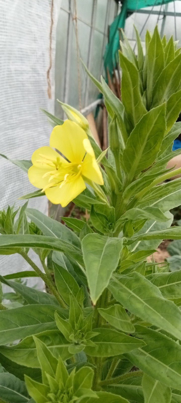 Oenothera glazioviana - Grote Teunisbloem zaden, Tuin en Terras, Bloembollen en Zaden, Ophalen of Verzenden, Voorjaar, Volle zon