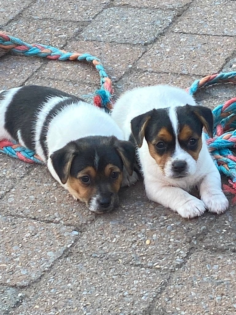 Jack Russell pups te koop, mogen direct mee, Dieren en Toebehoren, Honden | Jack Russells en Terriërs, Parvo, Jack Russell Terriër