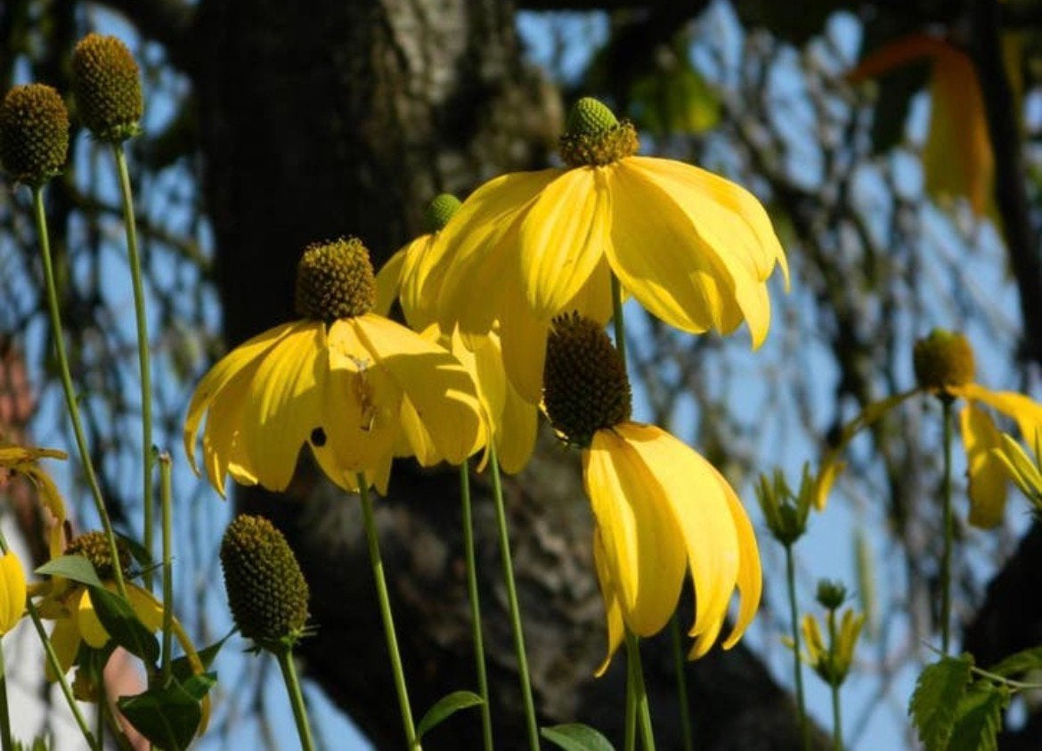 Vaste planten: Rudbeckia, nitida, Herbstsonne (zonnehoed), Tuin en Terras, Planten | Tuinplanten, Ophalen, Overige soorten, Volle zon