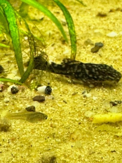Ancistrus dolichopterus – harnasmeerval, Vis, Zoetwatervis