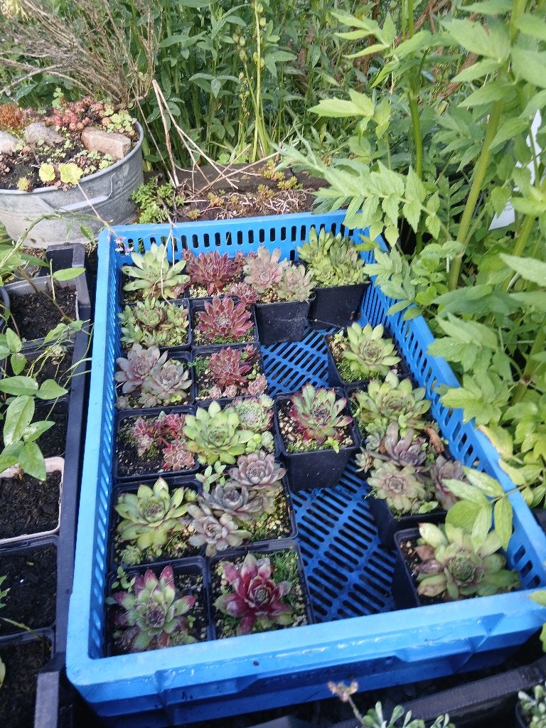 huislook, Ophalen, Overige soorten, Volle zon