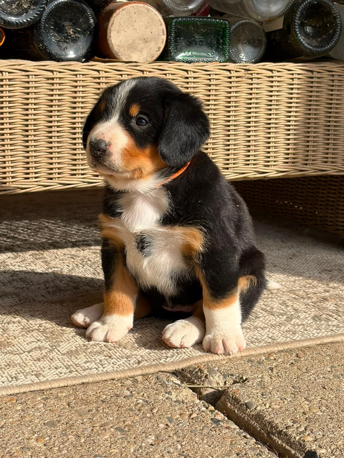 Entlebucher Sennenhond 5 pups, Dieren en Toebehoren, Honden | Herdershonden en Veedrijvers, Overige rassen, 8 tot 15 weken, Parvo