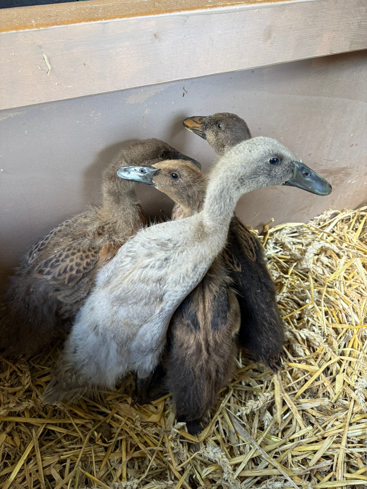 Indische loopeend kuikens, Dieren en Toebehoren, Pluimvee, Meerdere dieren, Eend