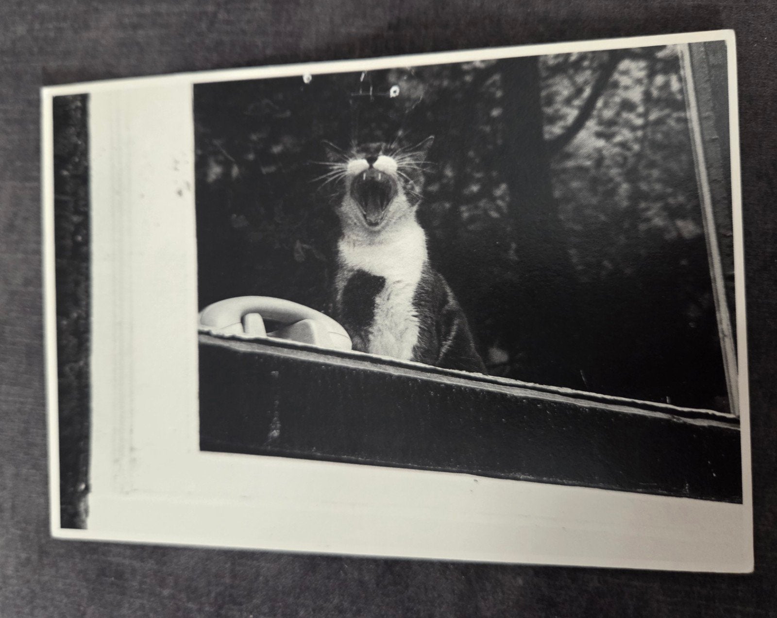 Kat gaapt achter raam, Verzenden, 1980 tot heden, Gelopen, Hond of Kat