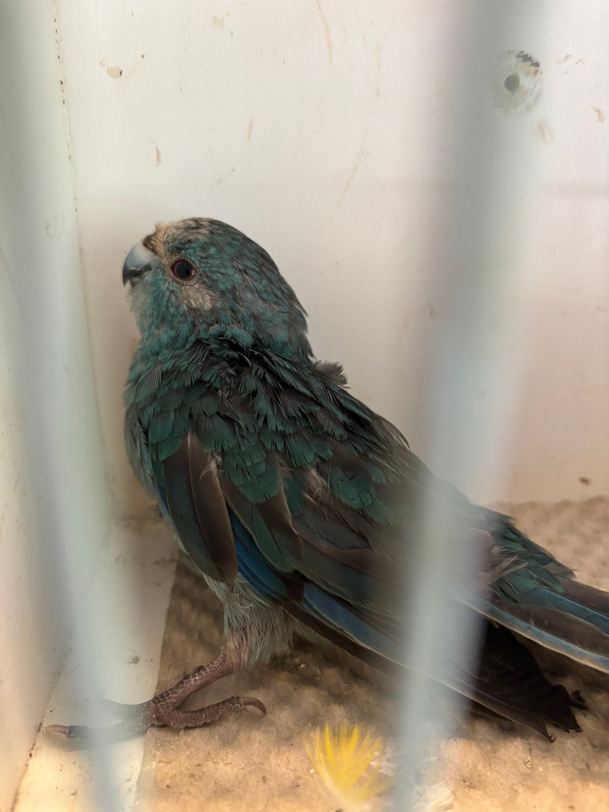 Kakariki blauwe gratis, Vrouwelijk, Parkiet, Geringd