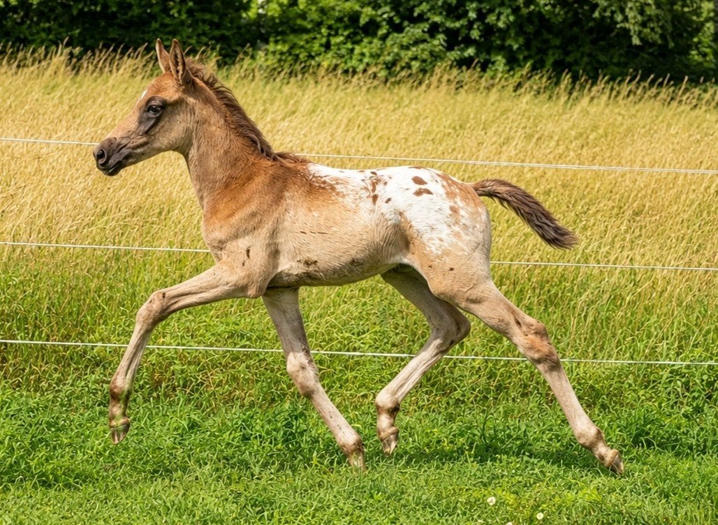 bijzonder mooi veulen , shet koppel , roan d pony , beginner, Merrie, Met stamboom, 3 tot 6 jaar