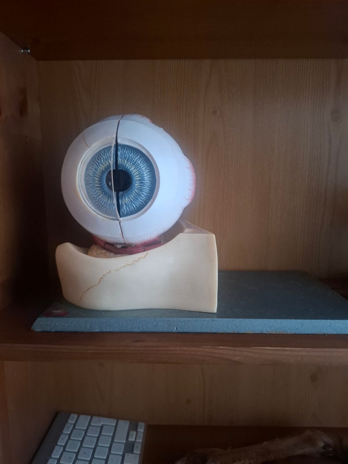 studiemodel, lesmodel oog merk dedex, Verzenden