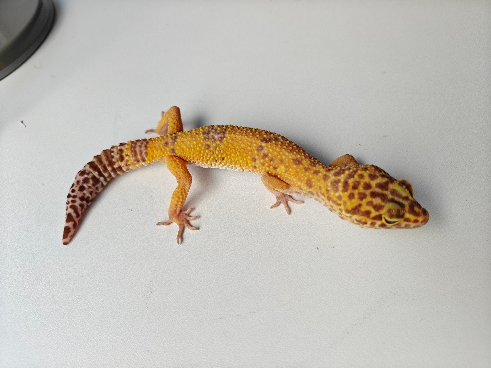 Mooie oranje Tangerine luipaardgekko te koo Leopard Gecko - unknown for sale from Julia Van der leur