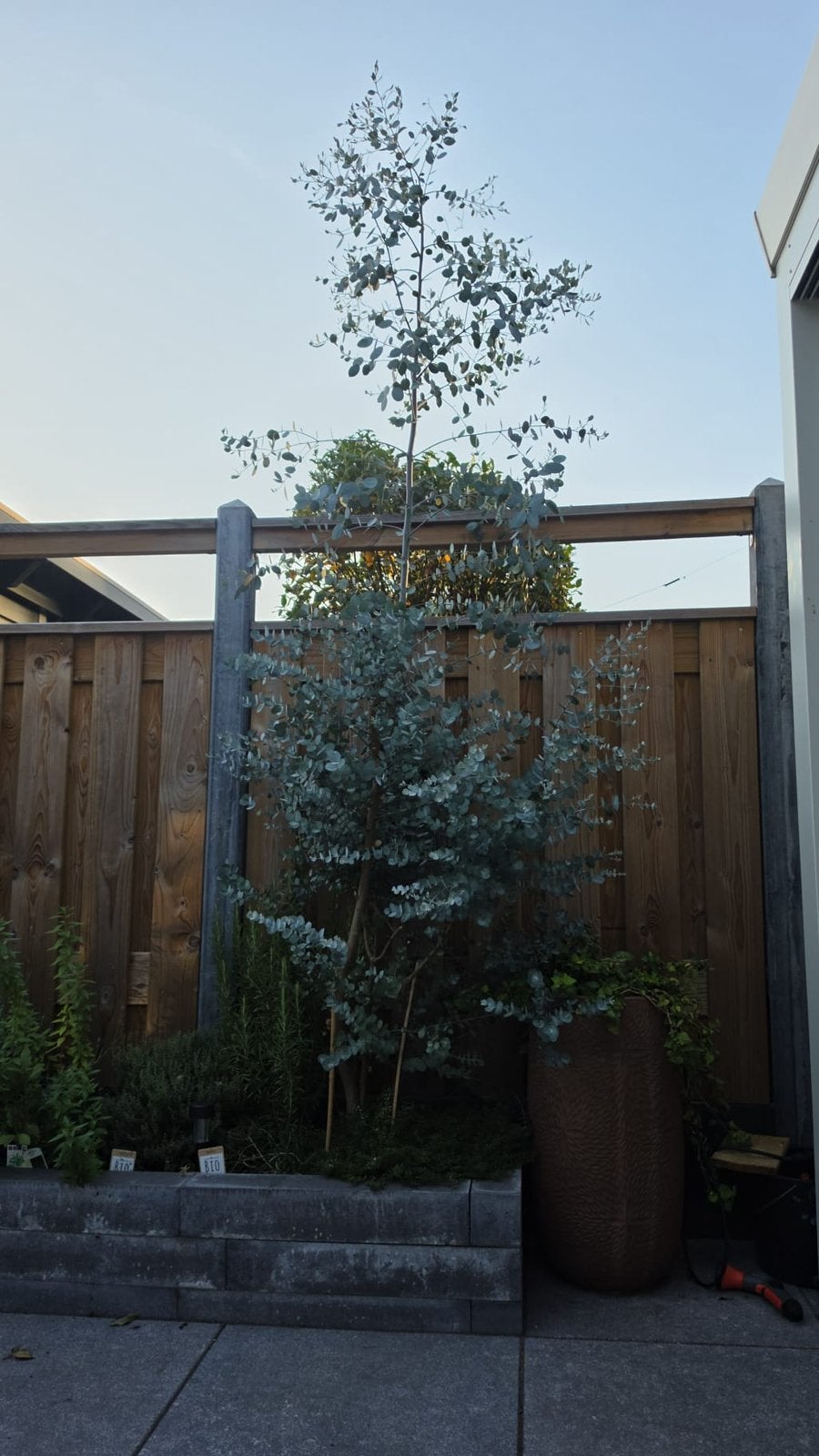 Grote Eucalyptusboom  - Winterhard en geurend, Tuin en Terras, Volle zon, Vaste plant, Bloeit niet, Ophalen