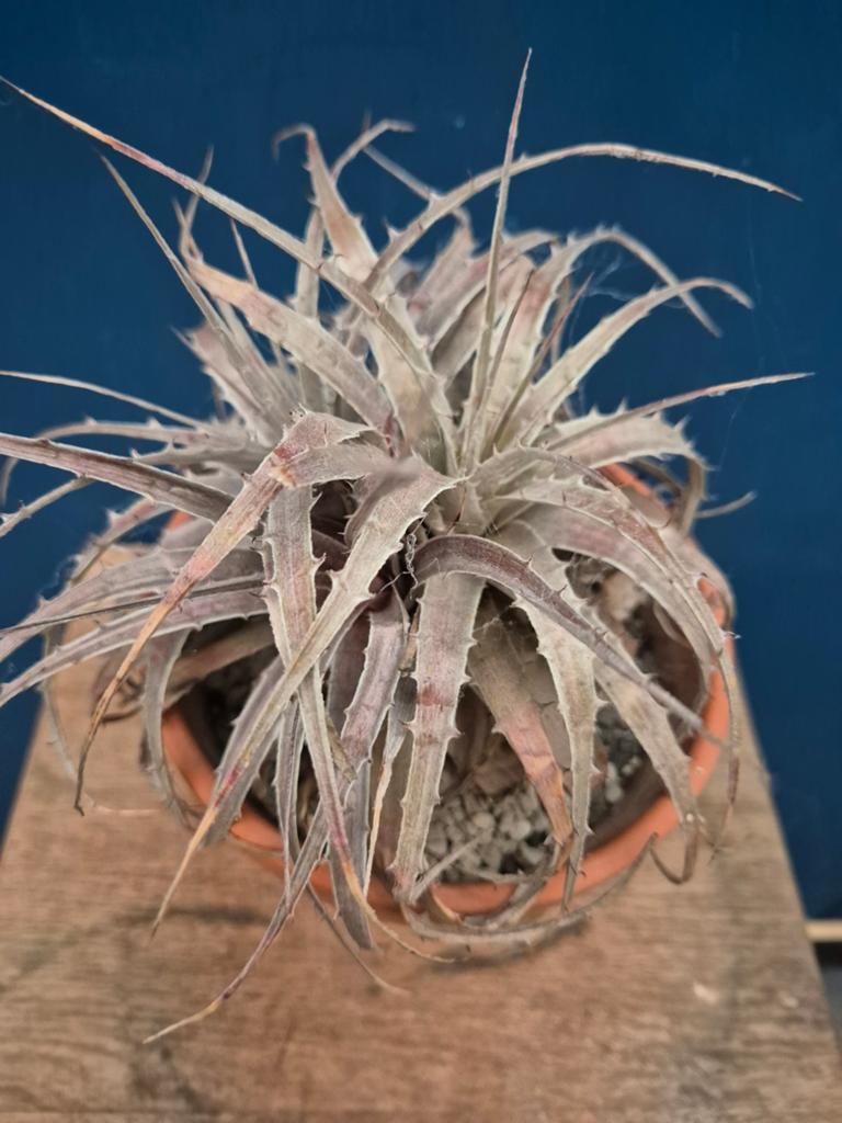 Hechtia p16, Ophalen of Verzenden, Halfschaduw, Minder dan 100 cm