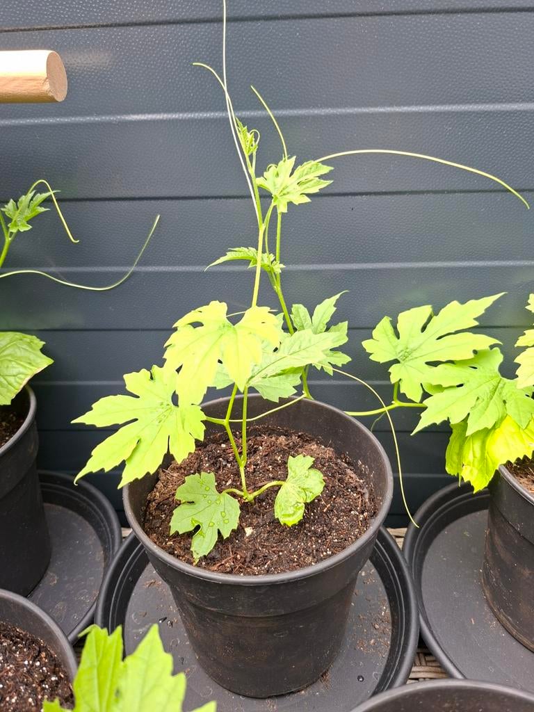 Jonge Surinaamse Sopropo plantje - Vers uit Suriname, Tuin en Terras, Planten | Tuinplanten, Ophalen, Volle zon, Groenteplanten