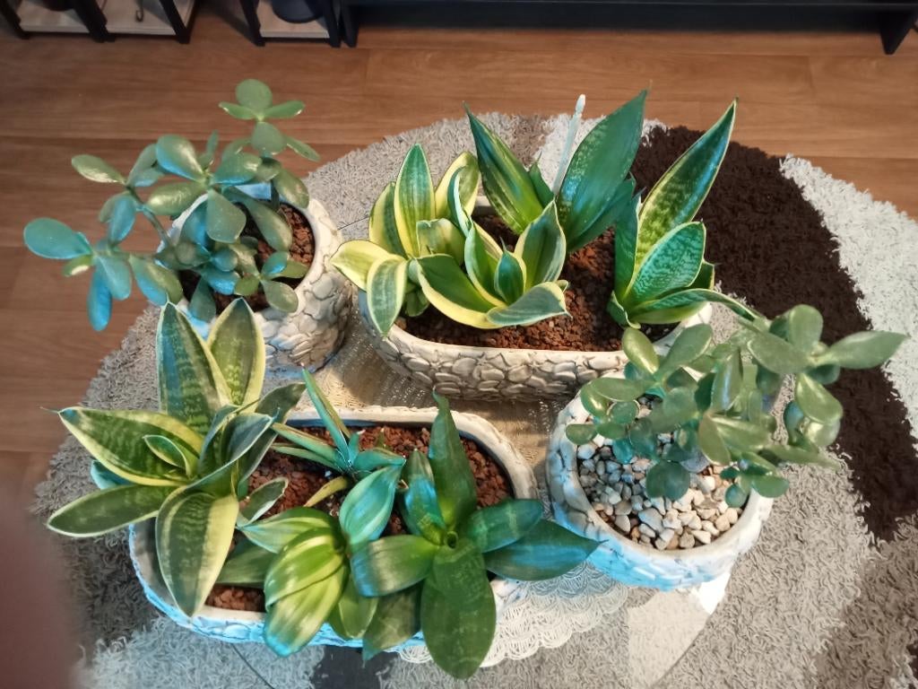 Set van vetplanten (sansevieria + crassula), Huis en Inrichting, Kamerplanten, Ophalen, In pot, Halfschaduw, Minder dan 100 cm