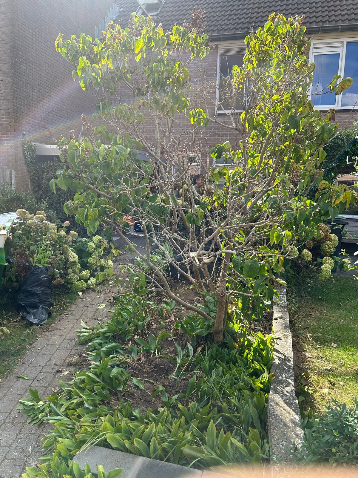 Sering boom - Prachtige boom voor uw tuin, Tuin en Terras, Overige soorten, Lente, 250 tot 400 cm, Ophalen