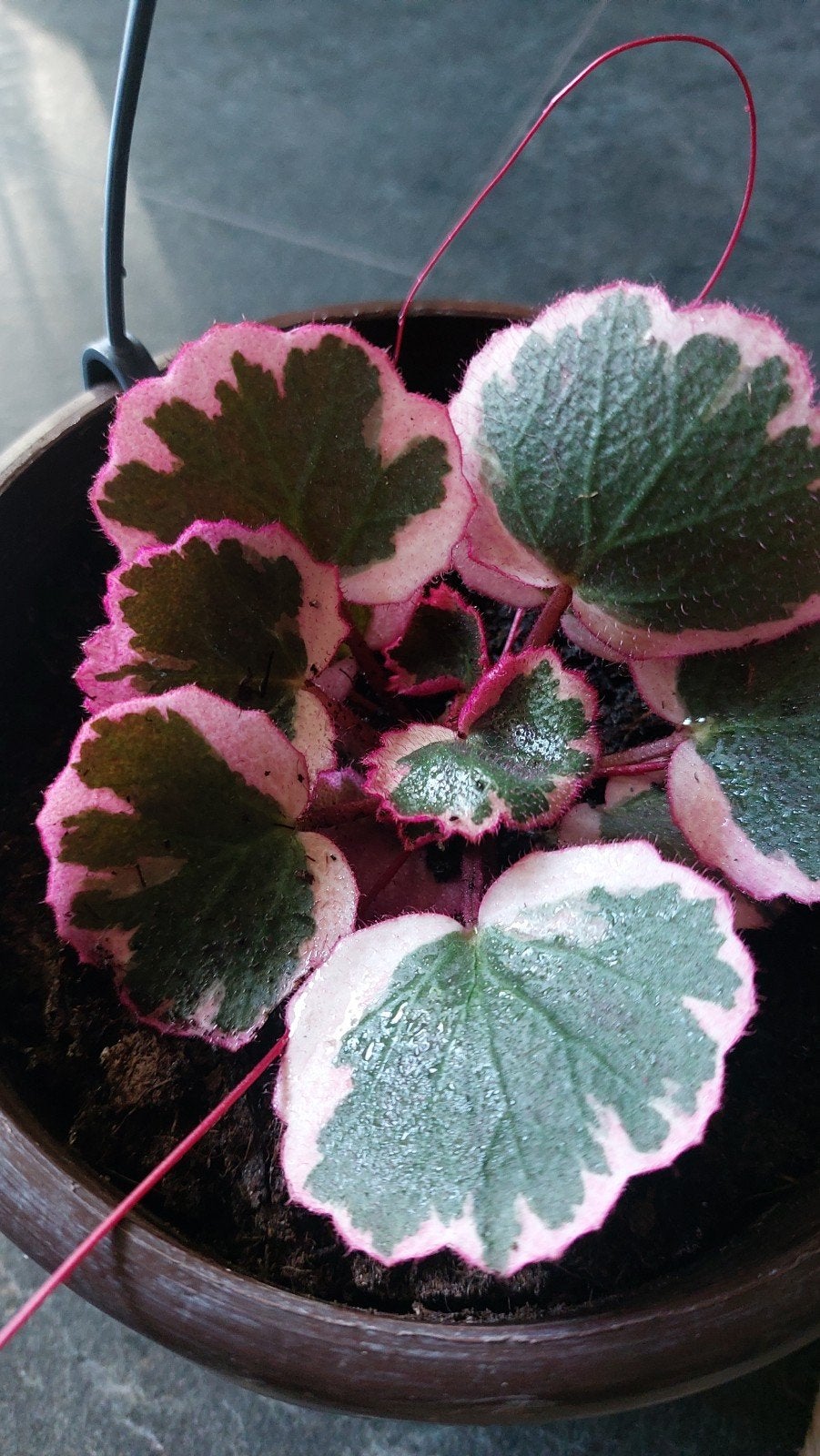 saxifraga, Ophalen of Verzenden