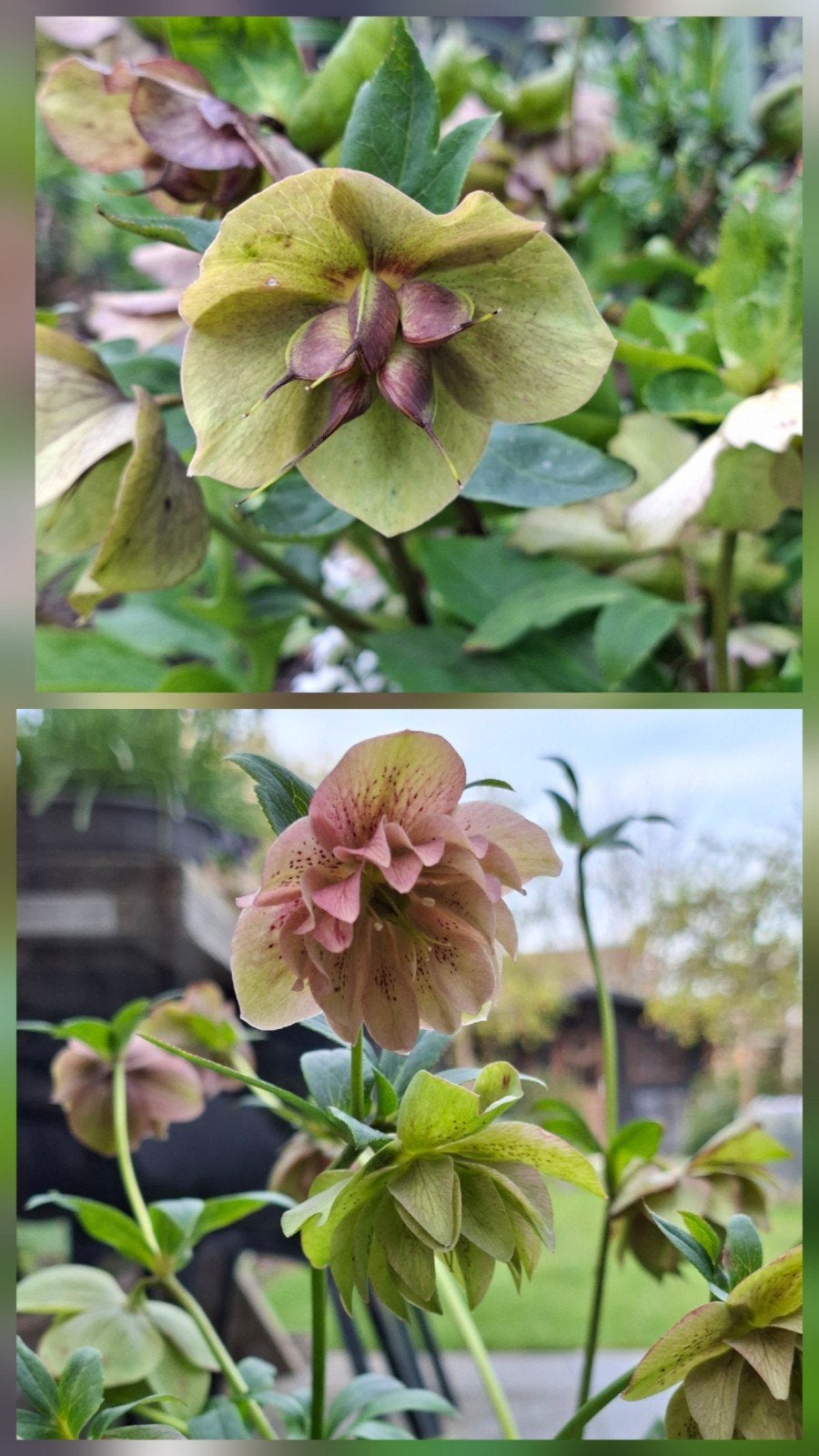 Helleborus zaden, Verzenden, Halfschaduw