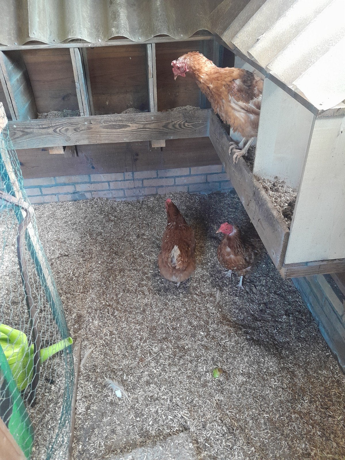 3 legkippen gratis, Ophalen, Kippenhok of Kippenren