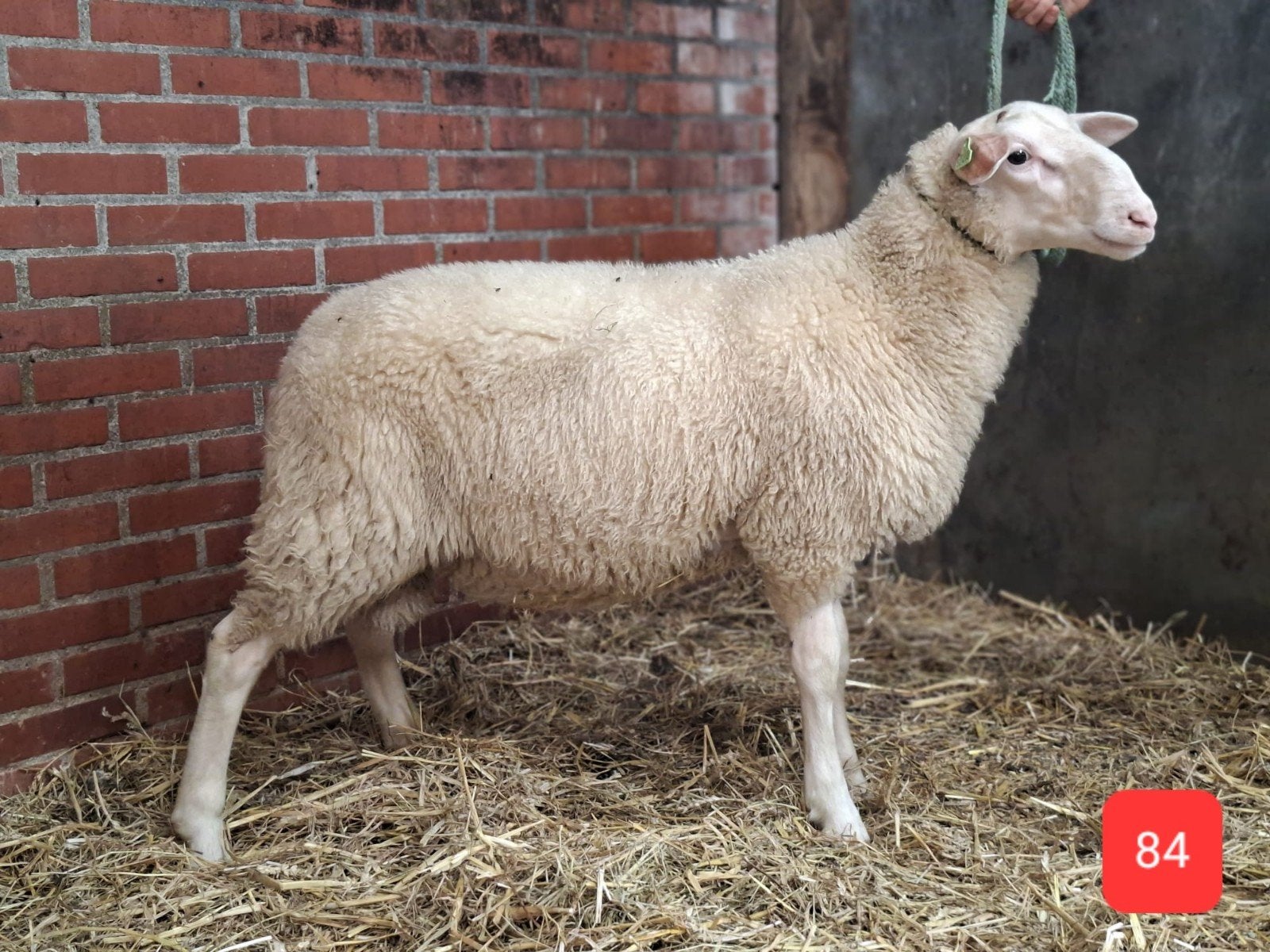 Goedgekeurde Friese dekrammen en Kruising Texelaar, Meerdere dieren, Schaap