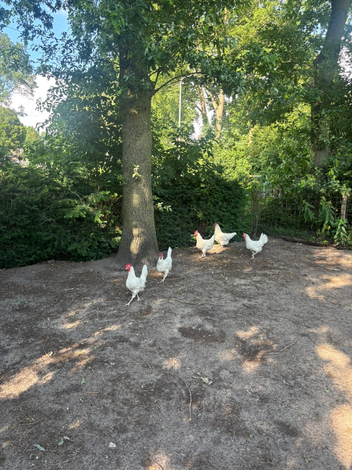 Te koop 5 leg kippen, Vrouwelijk, Kip