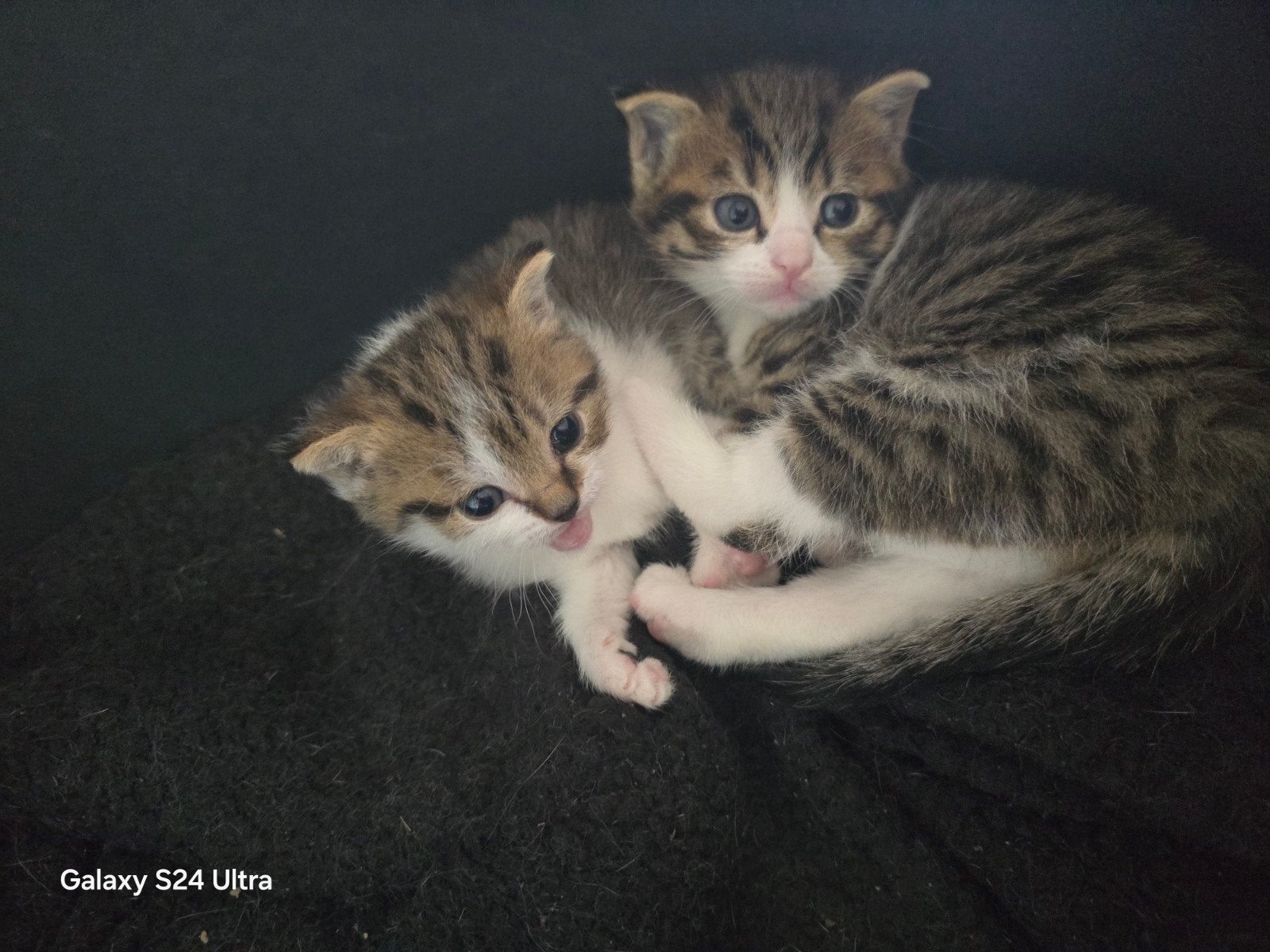 Mooie kruising britse korthaar kittens zoeken nieuw huisje, Poes, Ontwormd