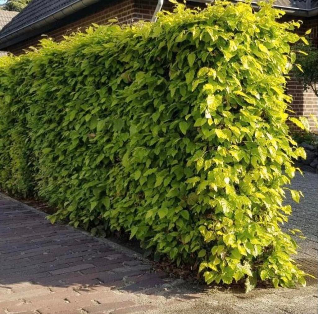 Struiken en Hagen, Tuin en Terras, Planten | Struiken en Hagen, Ophalen of Verzenden, Conifeer, 100 tot 250 cm