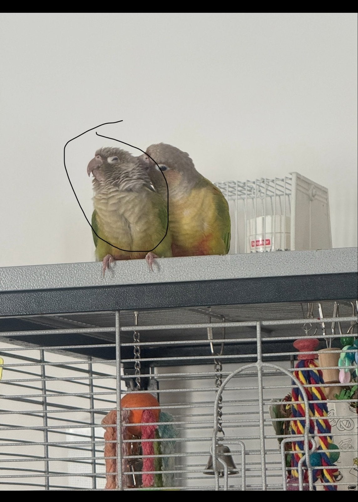 Vogel vermist