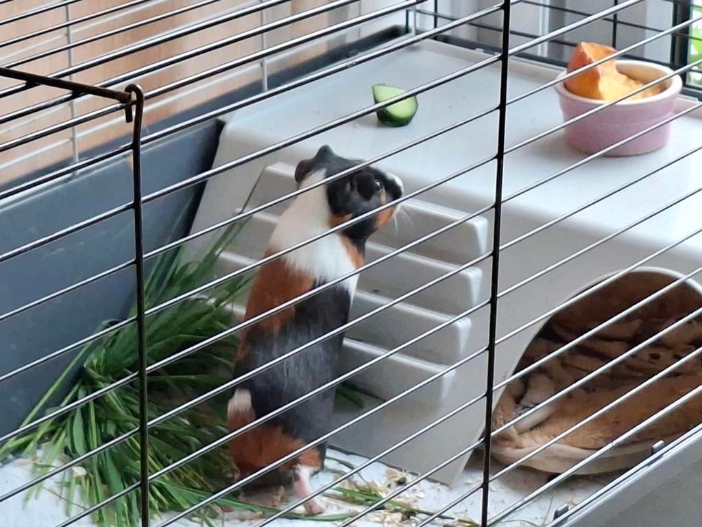 Cavia zeugje met kooi, Dieren en Toebehoren, Februari, Vrouwelijk, Cavia