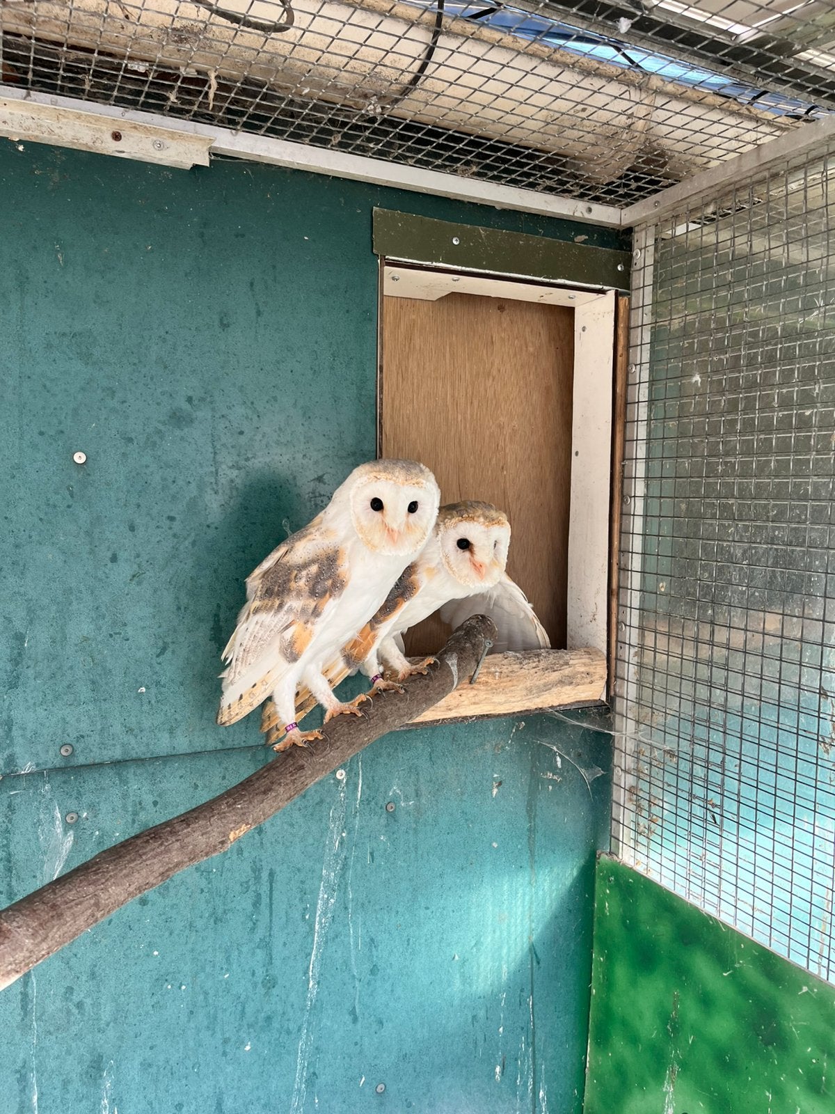 Kweekkoppel kerkuilen, Meerdere dieren