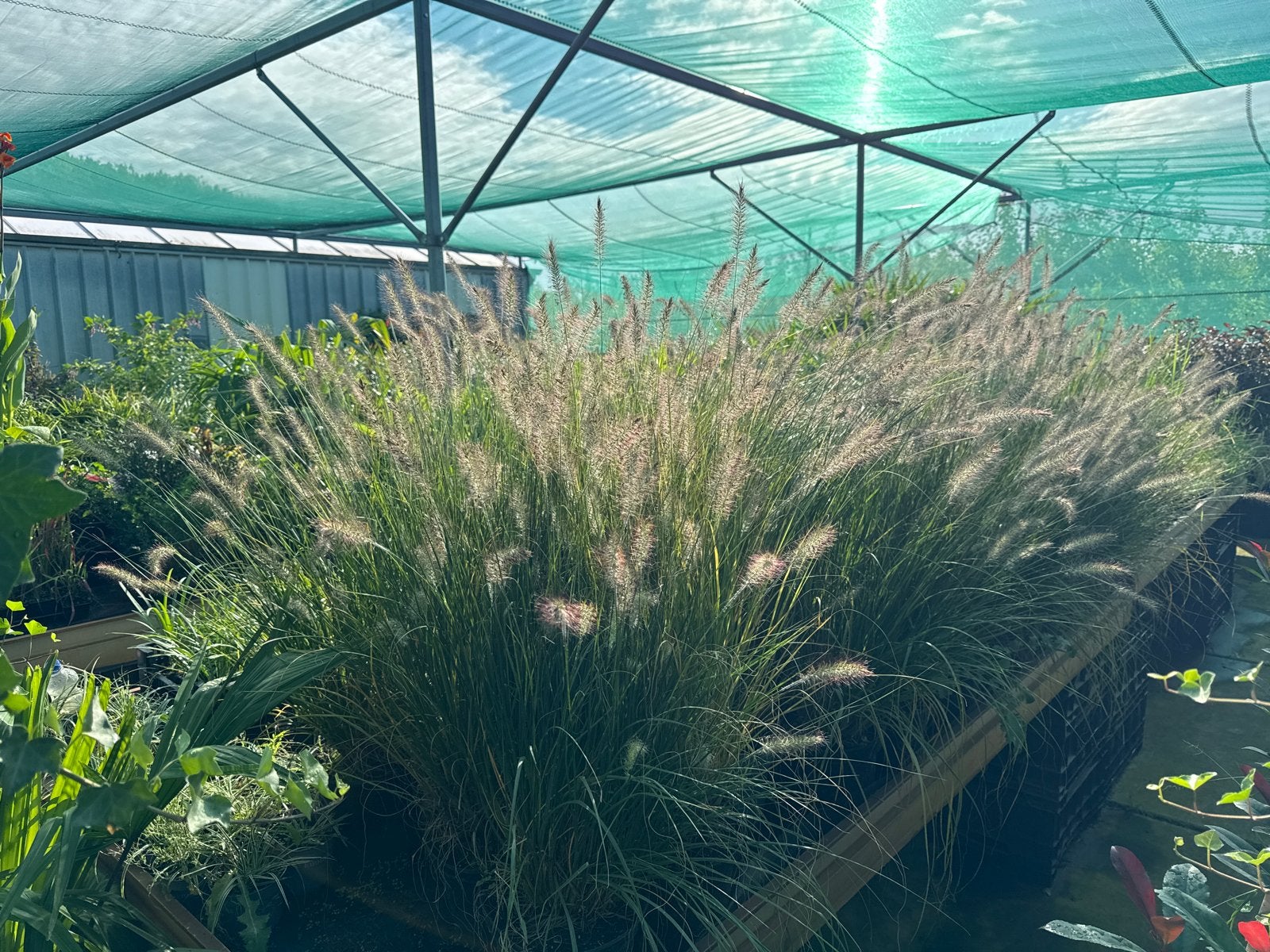 Pennisetum Hameln - 9- 23 cm pot met veel pluimen, Ophalen, Vaste plant, Siergrassen, Volle zon