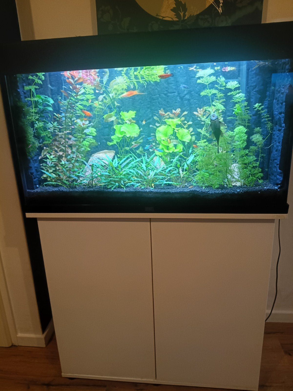 Juwel aquarium  compleet met onderkast in perfecte staat., Dieren en Toebehoren, Ophalen, Zo goed als nieuw, Gevuld zoetwateraquarium