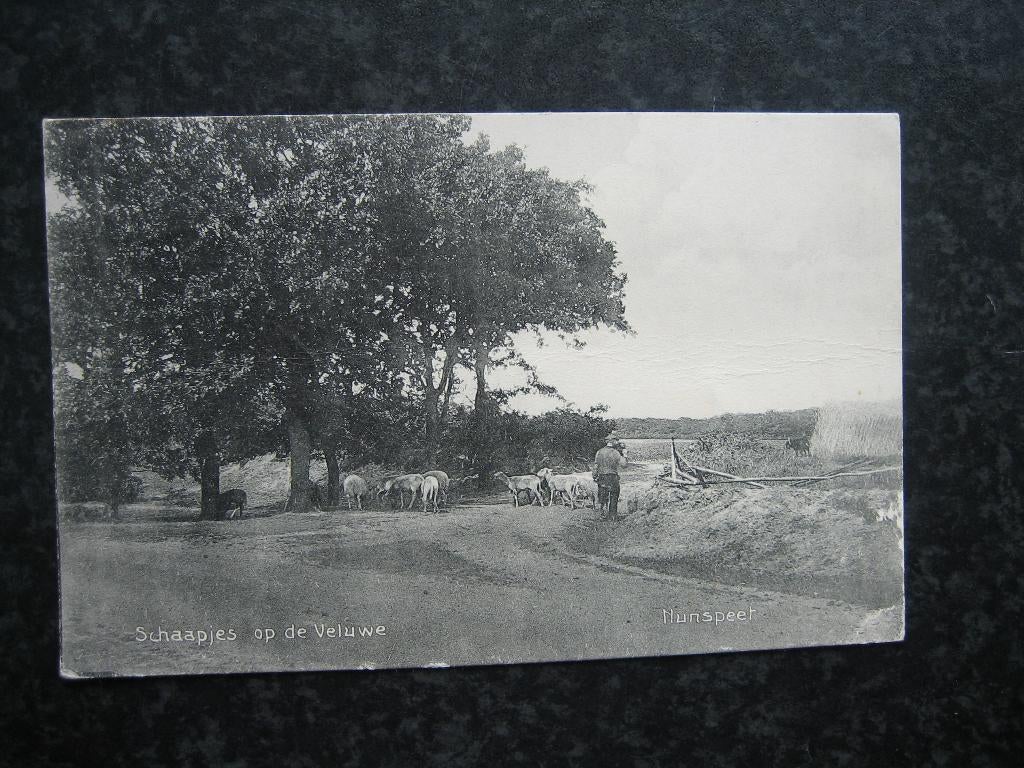 NUNSPEET Schaapjes op de Veluwe 1919, Ophalen of Verzenden, Voor 1920, Gelderland