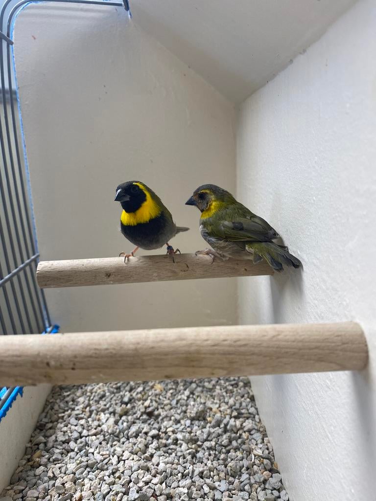 Koppel Kleine Cubavinken, Dieren en Toebehoren, Meerdere dieren