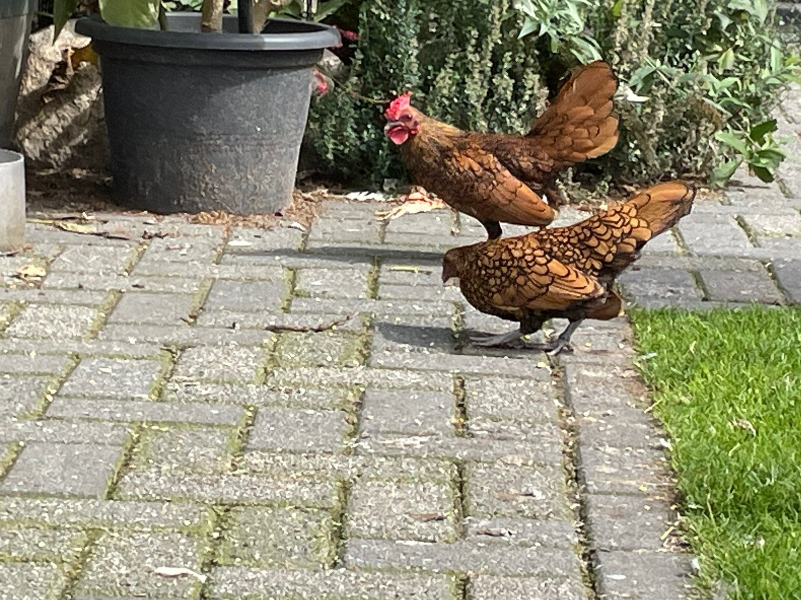 Sebright Kriel Kippen, Dieren en Toebehoren, Pluimvee, Meerdere dieren, Kip
