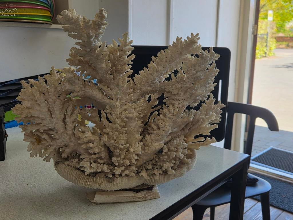 Decoratief koraalstuk - Natuurlijke schoonheid, Verzamelen, Mineralen en Fossielen, Ophalen of Verzenden