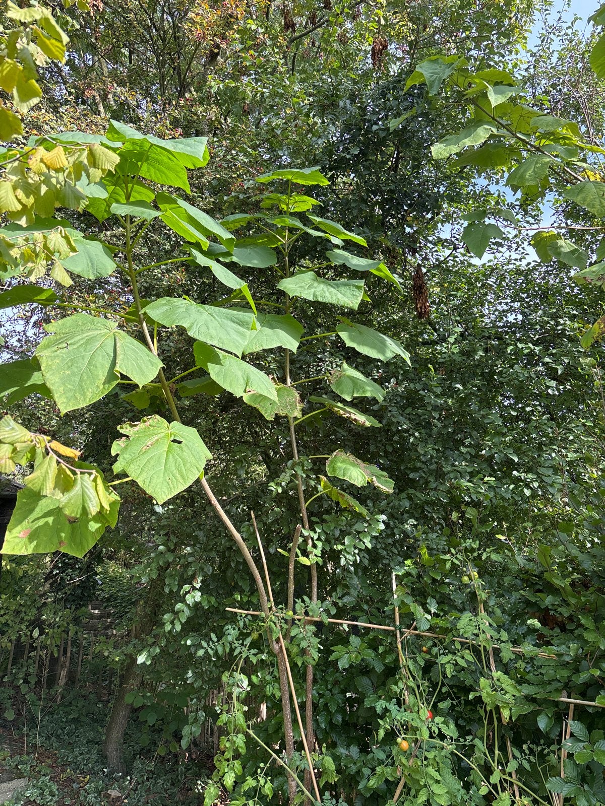 Anna Paulownaboom 3 meter, Tuin en Terras, Volle zon, Vaste plant, Zomer, Ophalen