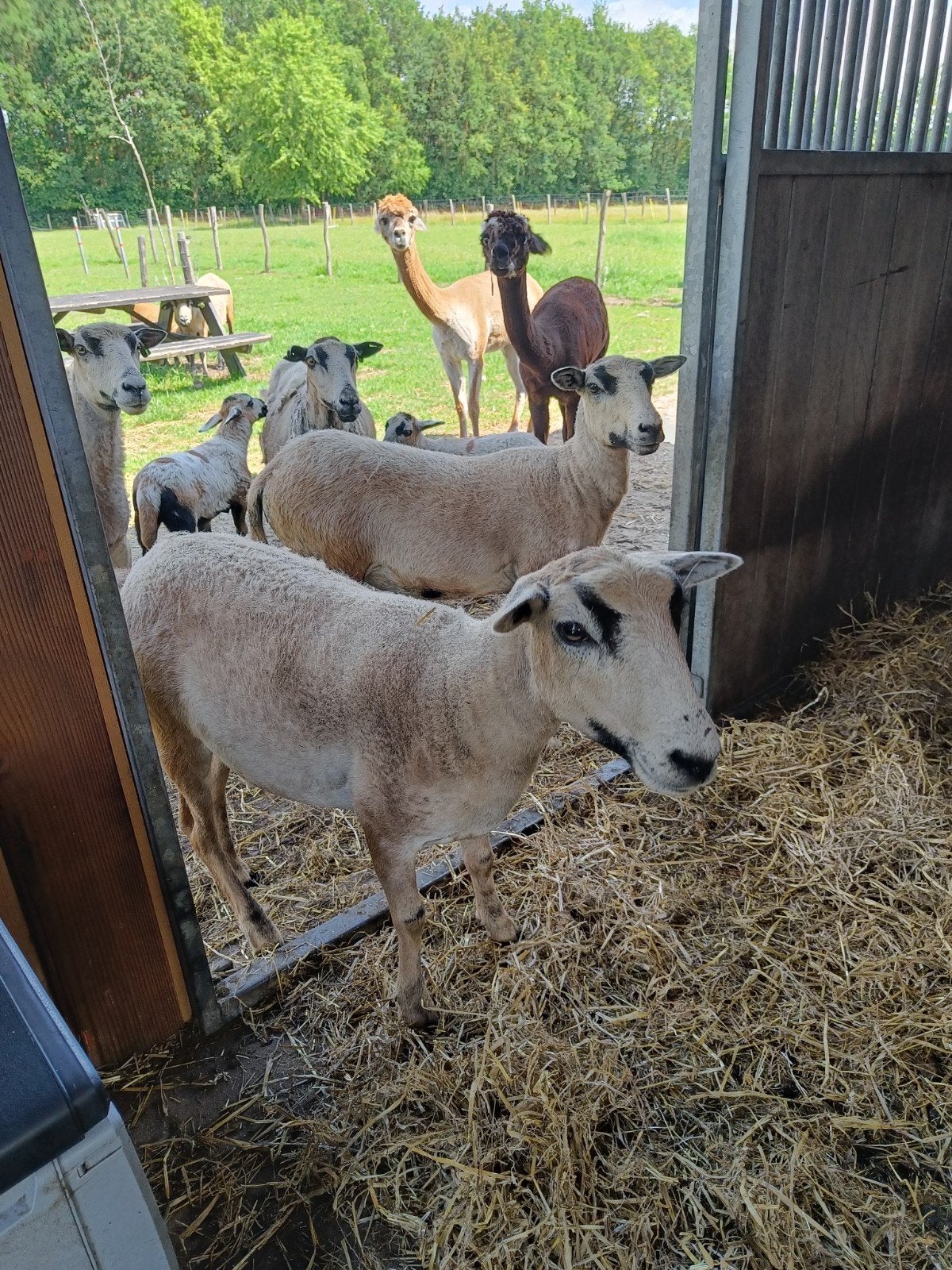Maasduinschapen, Dieren en Toebehoren, Schapen, Geiten en Varkens, Vrouwelijk, Schaap