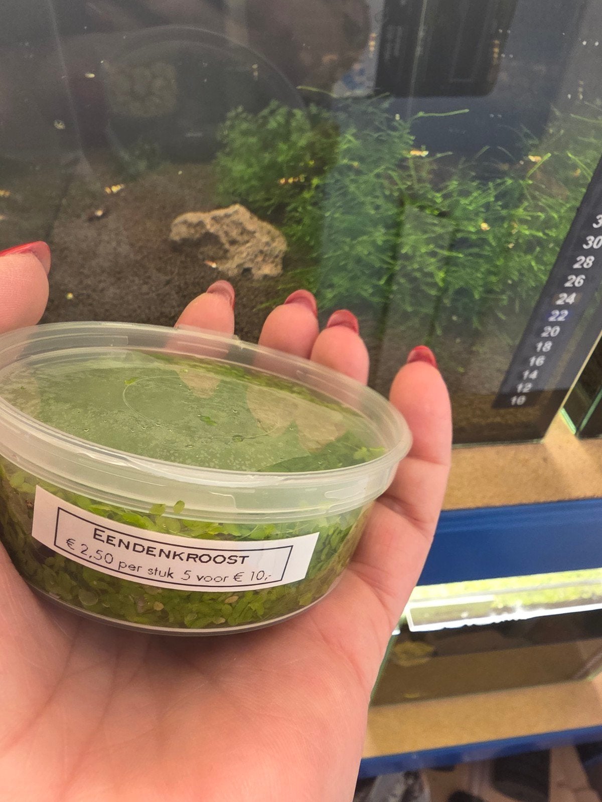 Eendenkroost, Dieren en Toebehoren, Vissen | Aquaria en Toebehoren, Ophalen of Verzenden, Nieuw, Plant(en), Steen of Hout
