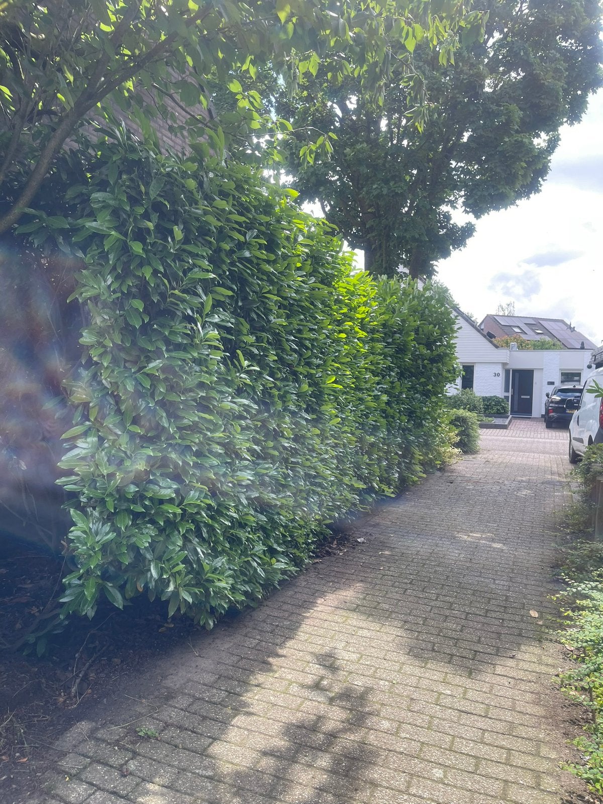 GRATIS HAAG, Ophalen, Haag, 250 cm of meer