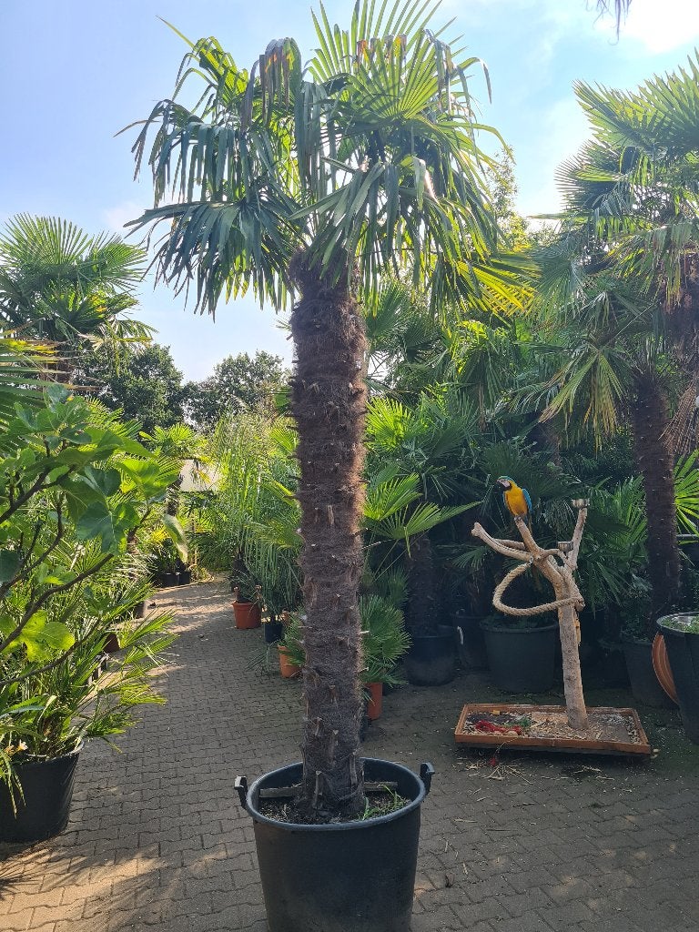 Trachycarpus fortunei grote palmboom, Tuin en Terras, Halfschaduw, Ophalen of Verzenden, Lente, Palmboom