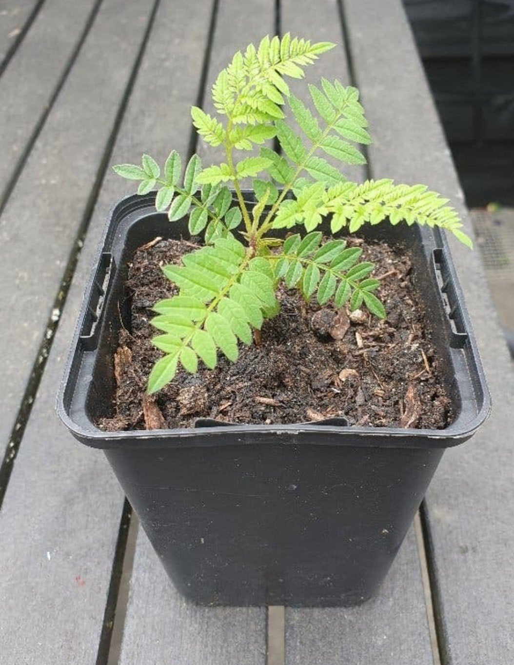 stekken Palissanderboom Jacaranda, Tuin en Terras, Planten | Tuinplanten, Ophalen, Overige soorten, Volle zon