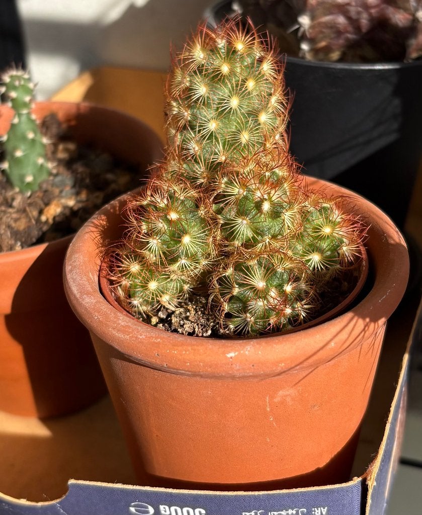 Mooie cactus in terracotta pot, Tuin en Terras, Planten | Tuinplanten, Ophalen, Overige soorten, Volle zon