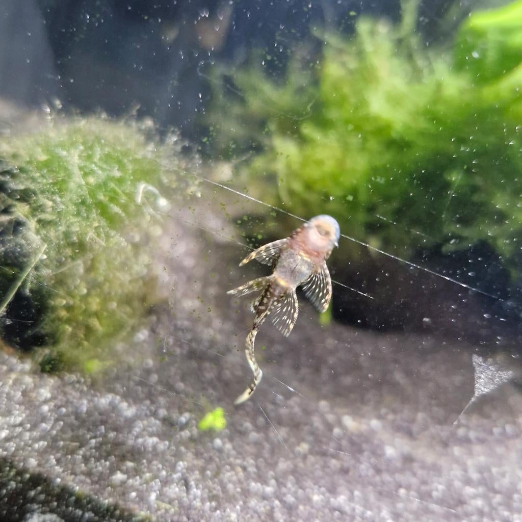 Ancistrus longfin algenetertjes, Dieren en Toebehoren, Vis