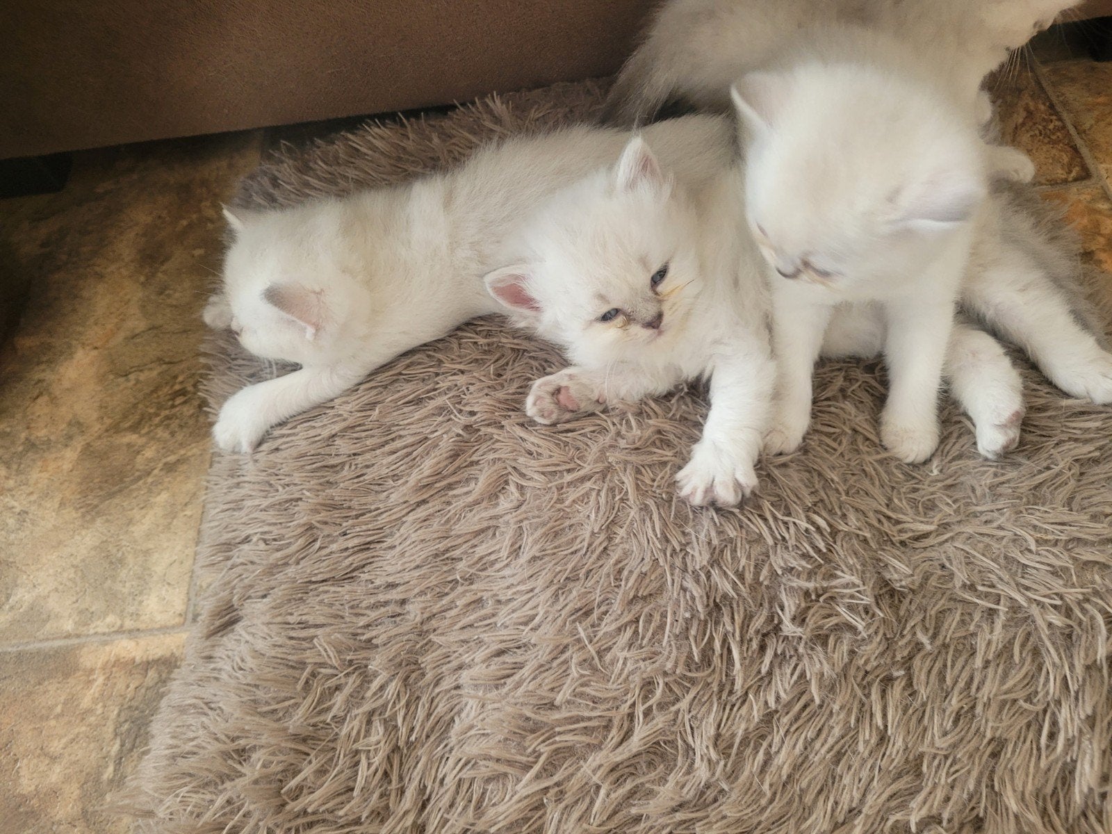 Nog één BKH kitten (kat) zoekt nieuw huis, Kater, 0 tot 2 jaar