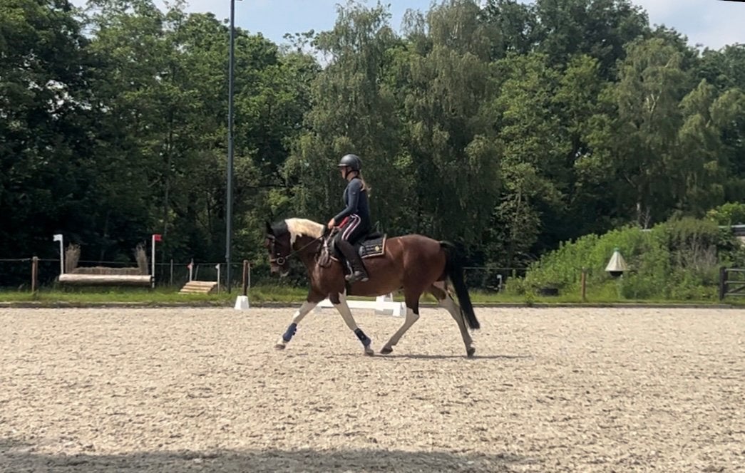 Allround D-pony ruin 4 jaar, Dieren en Toebehoren, Gechipt, B, Ruin, 3 tot 6 jaar