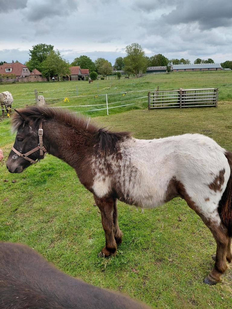Appaloosa hengst, Dieren en Toebehoren, Hengst